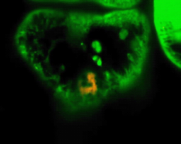 恋物癖视频海报