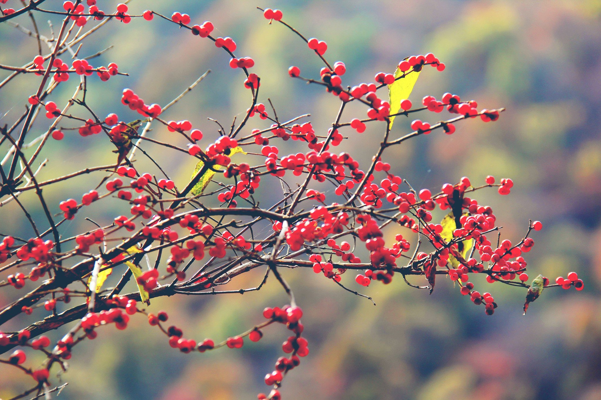 同人动画作品海报